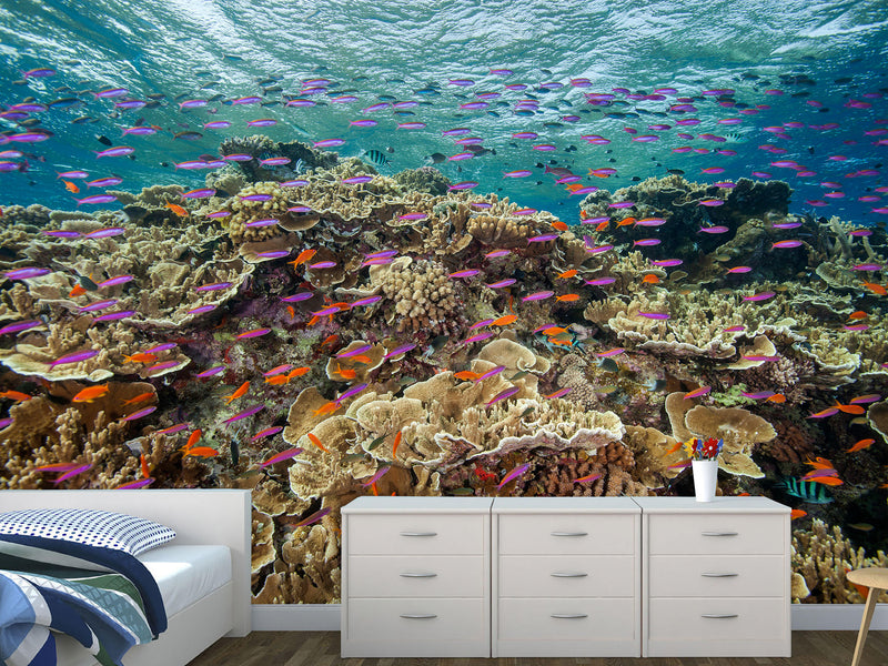 3D Non-Woven Wall Mural With Marine Print – “School Of Fish Among Corals” For Office & Room Desing