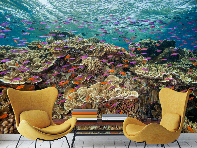 3D Non-Woven Wall Mural With Marine Print – “School Of Fish Among Corals” For Office & Room Desing