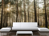 🌲Natural Print Self-Adhesive Wall Murals "Forest With Sun Rays", Photo Wallpaper For Home Decoration🌲