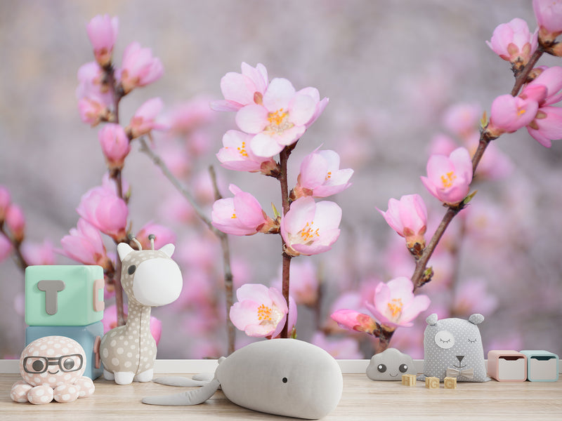 Peel and Stick Oracal film for bedroom, hall, kitchen decor “Sakura flowers”