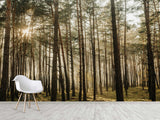 🌲Natural Print Self-Adhesive Wall Murals "Forest With Sun Rays", Photo Wallpaper For Home Decoration🌲
