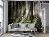 Non-Woven Wall Mural Sun Rays Through Trees – Nature Print for Living Room