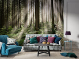 Non-Woven Wall Mural Sun Rays Through Trees – Nature Print for Living Room
