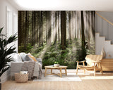 Enchanting misty pine forest with sunbeams wall mural for a biophilic interior design, available in peel and stick and non-woven options.