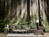 Non-Woven Wall Mural Sun Rays Through Trees – Nature Print for Living Room